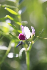 からすのえんどう