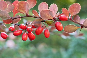 Amazing branch of barberry with bright red berries and violet leaves closeup