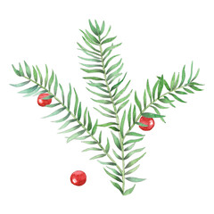 Watercolor christmas plant.