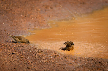 Scaly-breasted munia bird swimming in the pond in the middle of the road to cool off during the day.