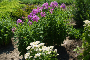 Obraz premium Phlox paniculata in full bloom in the garden in June