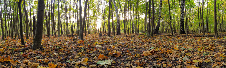 Panorama of the park with fallen leaves in autumn.