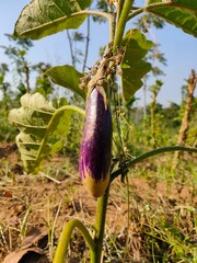 purple fruit of an eggplant from close