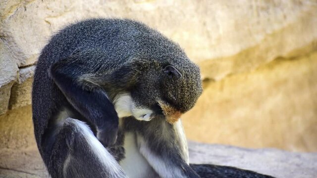 De Brazza's monkey, old world monkey also known as Cercopithecus neglectus, checking their toes and belly funnily.