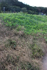 Obraz premium 낙동강 풀