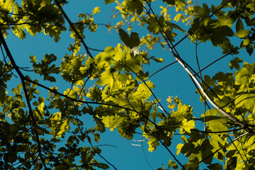 Branches with leaves and sky.