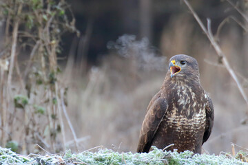 Common buzzard. Bird of prey. Buteo buteo