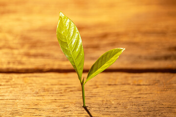 young plant growing step in garden with sunlight. eco concept. business growth up concept