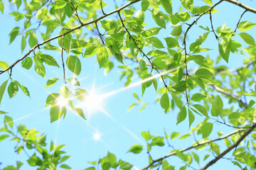 煌めく新緑の葉