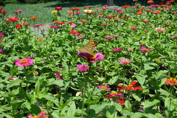 Flowerbed with colorful flowers of Zinnia elegans in June