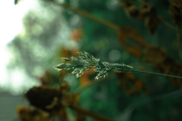 branch of a plant