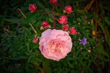 coral pink musk rose 