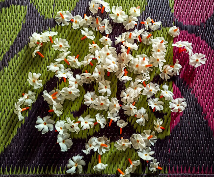 ArborTristis Images Browse 145 Stock Photos, Vectors, and Video