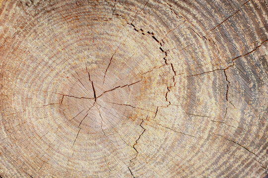 Fondo de tronco de &aacute;rbol talado macro