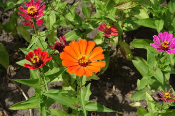 Flower head of orange Zinnia elegans in July