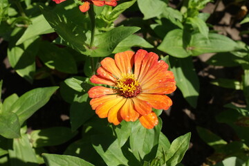 Light orange flower head of Zinnia elegans in July