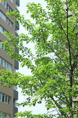 新緑とマンション