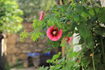 Obraz premium red flowers in the garden