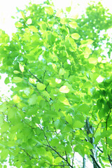 Fototapeta na wymiar 木漏れ日と新緑の葉
