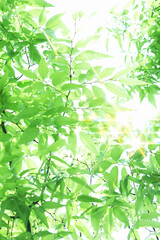 煌めく新緑の葉