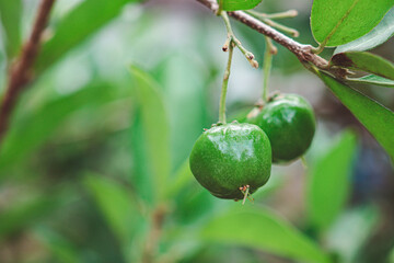 Close-up of unripe green cherries hanging from a branch with green leaves. Space for text. Sweet organic berries. Concept of healthy fruits