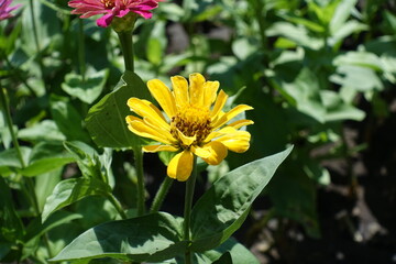 Bright yellow flower head of Zinnia elegans in June