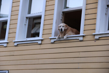dog on the window