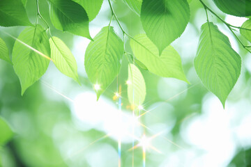 Fototapeta na wymiar 煌めく新緑の葉