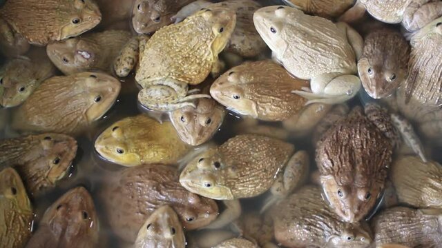 Chinese Bullfrog (Hoplobatrachus rugulosus) - These frogs are artificially bred for food in Southeast Asia. Thai market. So-called wet markets
