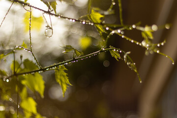 Grape branch with drops of dew.