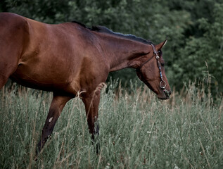 Beautiful bay horse running free