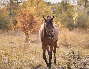 A beautiful bay horse runs free in autumn in yellow foliage