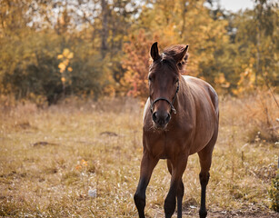 Naklejka premium A beautiful bay horse runs free in autumn in yellow foliage