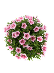 Petunia flowers in a circle isolated on white background.