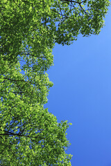 青空と新緑