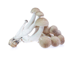 shimeji mushrooms brown varieties isolated on white background