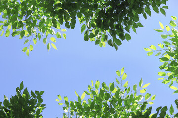 青空と新緑のフレーム