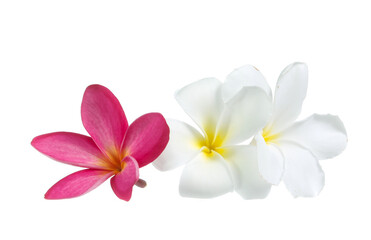 Fototapeta na wymiar frangipani flower isolated on white on white background