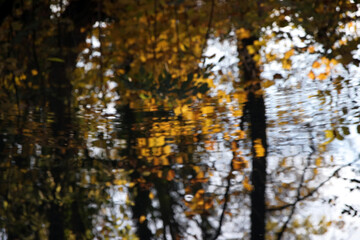 Fototapeta premium herbstlaub spiegelung auf wasseroberfläche