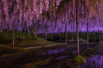 兵庫県 百毫寺 藤の花