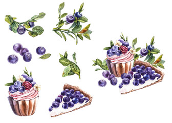 Blueberry. Watercolor botanical illustration. Hand drawn watercolor painting blueberry on white background.