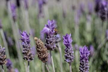 lavender flowers in the region