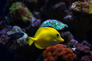 Aquarium sea yellow angel fish in anemonas wild life