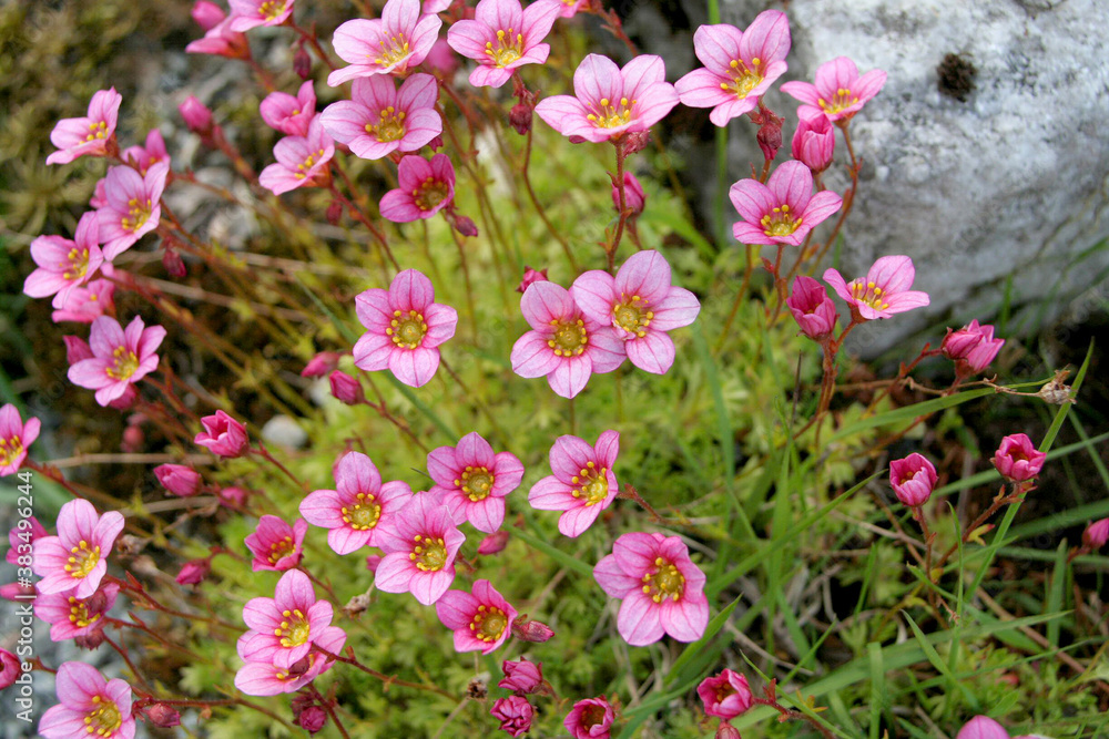 Poster petites fleurs roses