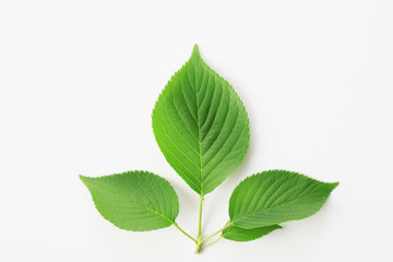 Fototapeta premium 新緑の葉っぱ、白バック