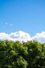 Top of green tree, beautiful blue sky, white clouds on horizon with copy space