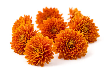 Chrysanthemenblüten