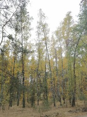 Fototapeta premium forest in autumn