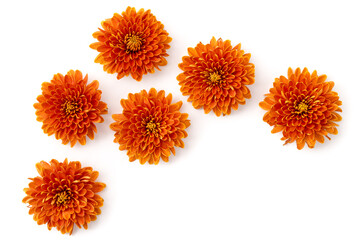 Chrysanthemenblüten