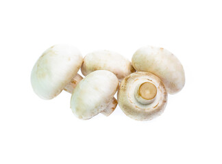 Mushroom champignon isolated on white background
